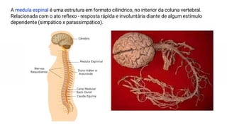 A medula espinal é uma estrutura em formato cilíndrico, no interior da coluna vertebral.
Relacionada com o ato reﬂexo - resposta rápida e involuntária diante de algum estímulo
dependente (simpático x parassimpático).
 