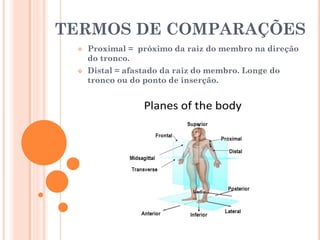 TERMOS DE COMPARAÇÕES
 Proximal = próximo da raiz do membro na direção
do tronco.
 Distal = afastado da raiz do membro. Longe do
tronco ou do ponto de inserção.
 