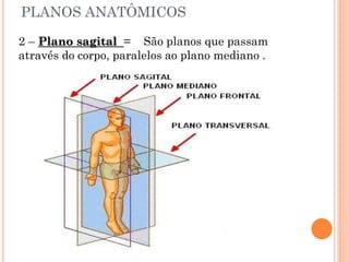 PLANOS ANATÔMICOS
2 – Plano sagital = São planos que passam
através do corpo, paralelos ao plano mediano .
 