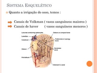 SISTEMA ESQUELÉTICO
 Quanto a irrigação do osso, temos :
Canais de Volkman ( vasos sanguíneos maiores )
Canais de haver ( vasos sanguíneos menores )
 
