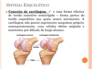 SISTEMA ESQUELÉTICO
 Conceito de cartilagem = e uma forma elástica
de tecido conectivo semirrígido – forma partes do
tecido esquelético nas quais ocorre movimento. A
cartilagem não possui suprimento sanguíneo próprio;
consequentemente, suas células obtém oxigênio e
nutrientes por difusão de longo alcance.
 