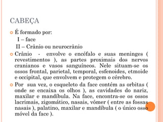 CABEÇA
 É formado por:
I – face
II – Crânio ou neurocrânio
 Crânio - envolve o encéfalo e suas meninges (
revestimentos ), as partes proximais dos nervos
cranianos e vasos sanguíneos. Nele situam-se os
ossos frontal, parietal, temporal, esfenoides, etmoide
e occipital, que envolvem e protegem o cérebro.
 Por sua vez, o esqueleto da face contém as orbitas (
onde se encaixa os olhos ), as cavidades do nariz,
maxilar e mandíbula. Na face, encontra-se os ossos
lacrimais, zigomático, nasais, vômer ( entre as fossas
nasais ), palatino, maxilar e mandíbula ( o único osso
móvel da face ).
 