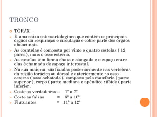 TRONCO
 TÓRAX
 É uma caixa osteocartolagínea que contém os principais
órgãos da respiração e circulação e cobre parte dos órgãos
abdominais.
 As cosntelas é composta por vinte e quatro costelas ( 12
pares ), mais o osso esterno.
 As costelas tem forma chata e alongada e o espaço entre
elas é chamada de espaço intercostal.
 Na sua maioria, são fixadas posteriormente nas vertebras
da região torácica ou dorsal e anteriormente no osso
esterno ( osso achatado ), composto pelo manúbrio ( parte
superior ), corpo ( parte mediana e apêndice xifóide ( parte
inferior .
 Costelas verdadeiras = 1ª a 7ª
 Costelas falsas = 8ª a 10ª
 Flutuantes = 11ª a 12º
 