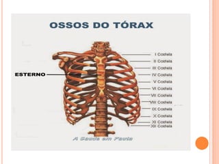 Anatomiaasdsdda e Fisiologia  aula 2.pdf