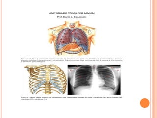 Anatomiaasdsdda e Fisiologia  aula 2.pdf