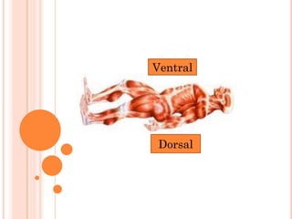 Dorsal
Ventral
 