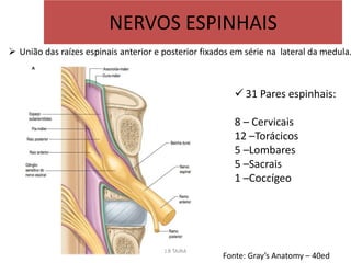 NERVOS ESPINHAIS
 União das raízes espinais anterior e posterior fixados em série na lateral da medula.
 31 Pares espinh...