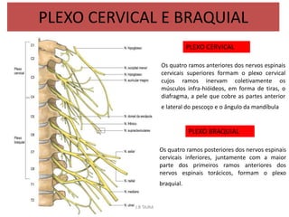 PLEXO CERVICAL E BRAQUIAL
Os quatro ramos anteriores dos nervos espinais
cervicais superiores formam o plexo cervical
cujo...