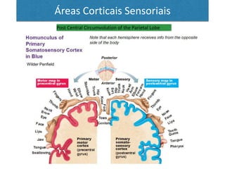 Áreas Corticais Sensoriais
Post Central Circumvolution of the Parietal Lobe
Wilder Penfield
 