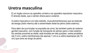 Uretra masculina
É um órgão comum ao aparelho urinário e ao aparelho reprodutor masculino.
É através desta, que o sémen drena para o exterior.
A uretra masculina é um tubo estreito, musculomembranoso que se estende
da bexiga (óstio interno) até a extremidade distal do pénis (óstio externo);
Para além da sua função na expulsão da urina, faz também parte do sistema
genital masculino, com função de transporte do sémen para o meio exterior.
Do sentido proximal ao distal, está dividida em três porções: uretra prostática
(de 3 cm), uretra membranosa (de apenas 1 cm) e a uretra esponjosa (de 15
cm) que corre ao longo do pénis.
 