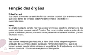 Função dos órgãos
Bolsa Escrotal
Sua função é de conter os testículos fora da cavidade corporal, pois a temperatura alta
que existe dentro da cavidade abdominal compromete a vitalidade dos
espermatozóides.
Pénis
É o órgão da cópula, penetra nas vias genitais femininas e possibilita o lançamento dos
espermatozóides no canal vaginal. Prepúcio Tem como principal função a protecção da
glande e do frénulo peniano, mantendo estas partes constantemente húmidas, quentes
e livres de lesões.
Testículos
São cruciais na reprodução masculina, é neles onde ocorre a espermatogénese
(produção de espermatozóides) e a produção hormonal (testosterona) que dá ao
homem as suas características primárias e secundárias. Os 2 testículos de um homem
adulto formam até 120 milhões de espermatozóides por dia.
 