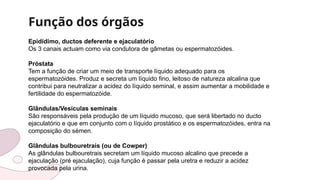 Função dos órgãos
Epidídimo, ductos deferente e ejaculatório
Os 3 canais actuam como via condutora de gâmetas ou espermatozóides.
Próstata
Tem a função de criar um meio de transporte líquido adequado para os
espermatozóides. Produz e secreta um líquido fino, leitoso de natureza alcalina que
contribui para neutralizar a acidez do líquido seminal, e assim aumentar a mobilidade e
fertilidade do espermatozóide.
Glândulas/Vesículas seminais
São responsáveis pela produção de um líquido mucoso, que será libertado no ducto
ejaculatório e que em conjunto com o líquido prostático e os espermatozóides, entra na
composição do sémen.
Glândulas bulbouretrais (ou de Cowper)
As glândulas bulbouretrais secretam um líquido mucoso alcalino que precede a
ejaculação (pré ejaculação), cuja função é passar pela uretra e reduzir a acidez
provocada pela urina.
 