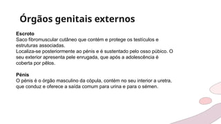 Órgãos genitais externos
Escroto
Saco fibromuscular cutâneo que contém e protege os testículos e
estruturas associadas.
Localiza-se posteriormente ao pénis e é sustentado pelo osso púbico. O
seu exterior apresenta pele enrugada, que após a adolescência é
coberta por pêlos.
Pénis
O pénis é o órgão masculino da cópula, contém no seu interior a uretra,
que conduz e oferece a saída comum para urina e para o sémen.
 