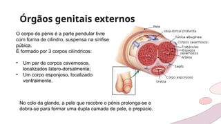 Órgãos genitais externos
O corpo do pénis é a parte pendular livre
com forma de cilindro, suspensa na sínfise
púbica.
É formado por 3 corpos cilíndricos:
• Um par de corpos cavernosos,
localizados latero-dorsalmente;
• Um corpo esponjoso, localizado
ventralmente.
No colo da glande, a pele que recobre o pénis prolonga-se e
dobra-se para formar uma dupla camada de pele, o prepúcio.
 