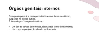 Órgãos genitais internos
O corpo do pénis é a parte pendular livre com forma de cilindro,
suspensa na sínfise púbica.
É formado por 3 corpos cilíndricos:
• Um par de corpos cavernosos, localizados latero-dorsalmente;
• Um corpo esponjoso, localizado ventralmente.
 