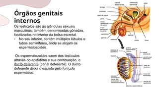 Órgãos genitais
internos
Os testículos são as glândulas sexuais
masculinas, também denominadas gônadas,
localizadas no interior da bolsa escrotal.
- No seu interior, contém múltiplos lóbulos e
tubos seminíferos, onde se alojam os
espermatozoides.
Os espermatozoides saem dos testículos
através do epidídimo e sua continuação, o
ducto deferente (canal deferente). O ducto
deferente deixa o escroto pelo funículo
espermático.
 