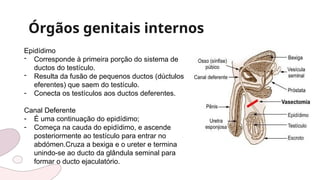 Órgãos genitais internos
Epidídimo
- Corresponde à primeira porção do sistema de
ductos do testículo.
- Resulta da fusão de pequenos ductos (dúctulos
eferentes) que saem do testículo.
- Conecta os testículos aos ductos deferentes.
Canal Deferente
- É uma continuação do epidídimo;
- Começa na cauda do epidídimo, e ascende
posteriormente ao testículo para entrar no
abdómen.Cruza a bexiga e o ureter e termina
unindo-se ao ducto da glândula seminal para
formar o ducto ejaculatório.
 