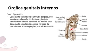 Órgãos genitais internos
Ducto Ejaculatório
- Cada ducto ejaculatório é um tubo delgado, que
se origina pela união do ducto da glândula
seminal com o ducto deferente do mesmo lado.
- Cada ducto ejaculatório penetra na base da
próstata e se abre na porção prostática da uretra.
 