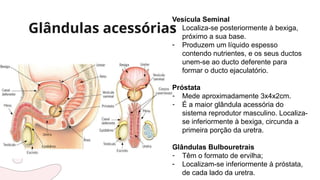 Glândulas acessórias
Vesícula Seminal
- Localiza-se posteriormente à bexiga,
próximo a sua base.
- Produzem um líquido espesso
contendo nutrientes, e os seus ductos
unem-se ao ducto deferente para
formar o ducto ejaculatório.
Próstata
- Mede aproximadamente 3x4x2cm.
- É a maior glândula acessória do
sistema reprodutor masculino. Localiza-
se inferiormente à bexiga, circunda a
primeira porção da uretra.
Glândulas Bulbouretrais
- Têm o formato de ervilha;
- Localizam-se inferiormente à próstata,
de cada lado da uretra.
 