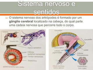 Anatomia e Fisiologia dos Artrópodes | PPTX