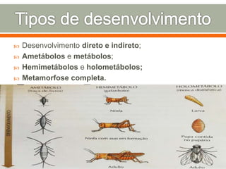  Desenvolvimento direto e indireto; 
 Ametábolos e metábolos; 
 Hemimetábolos e holometábolos; 
 Metamorfose completa. 
 