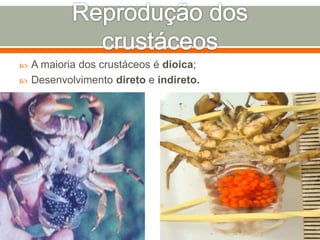  A maioria dos crustáceos é dioica; 
 Desenvolvimento direto e indireto. 
 