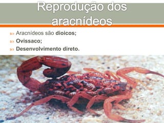  Aracnídeos são dioicos; 
 Ovissaco; 
 Desenvolvimento direto. 
 