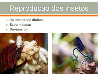  Os insetos são dioicos. 
 Espermateca; 
 Ouvipositor. 

