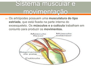  Os artrópodes possuem uma musculatura do tipo 
estriada, que está fixada na parte interna do 
exoesqueleto. Os músculos e a cutícula trabalham em 
conjunto para produzir os movimentos. 
 