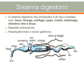  O sistema digestivo dos artrópodes é do tipo completo 
com: boca, faringe, esôfago, papo, moela, estômago, 
intestino reto e ânus; 
 Digestão extracelular; 
 Hepatopâncreas e cecos gástricos. 
 