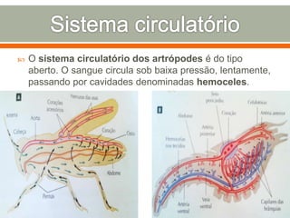 Anatomia e Fisiologia dos Artrópodes | PPTX