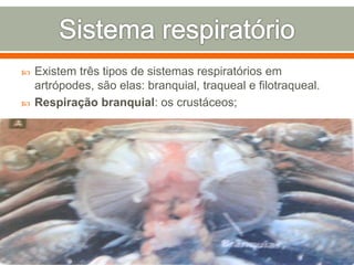  Existem três tipos de sistemas respiratórios em 
artrópodes, são elas: branquial, traqueal e filotraqueal. 
 Respiração branquial: os crustáceos; 
 