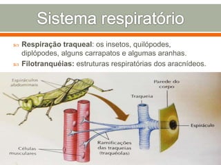  Respiração traqueal: os insetos, quilópodes, 
diplópodes, alguns carrapatos e algumas aranhas. 
 Filotranquéias: estruturas respiratórias dos aracnídeos. 
 