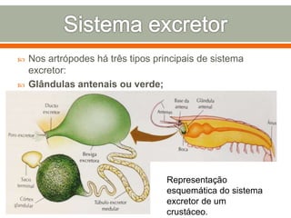  Nos artrópodes há três tipos principais de sistema 
excretor: 
 Glândulas antenais ou verde; 
Representação 
esquemática do sistema 
excretor de um 
crustáceo. 
 