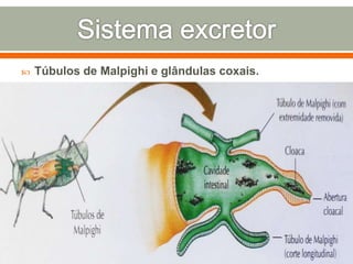  Túbulos de Malpighi e glândulas coxais. 
 