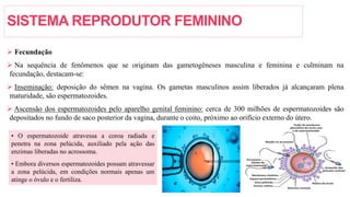 SISTEMA REPRODUTOR FEMININO
 Fecundação
 Na sequência de fenômenos que se originam das gametogêneses masculina e feminina e culminam na
fecundação, destacam-se:
 Inseminação: deposição do sêmen na vagina. Os gametas masculinos assim liberados já alcançaram plena
maturidade, são espermatozoides.
 Ascensão dos espermatozoides pelo aparelho genital feminino: cerca de 300 milhões de espermatozoides são
depositados no fundo de saco posterior da vagina, durante o coito, próximo ao orifício externo do útero.
• O espermatozoide atravessa a coroa radiada e
penetra na zona pelúcida, auxiliado pela ação das
enzimas liberadas no acrossoma.
• Embora diversos espermatozoides possam atravessar
a zona pelúcida, em condições normais apenas um
atinge o óvulo e o fertiliza.
 
