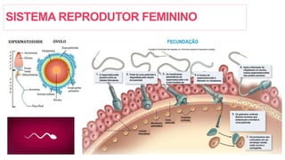 SISTEMA REPRODUTOR FEMININO
 