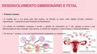 DESENVOLVIMENTO EMBRIONÁRIO E FETAL
 Primeira semana:
 À medida que o ovo passa pela tuba uterina, em direção ao útero, sofre rápidas divisões mitóticas –
segmentação – responsáveis pela formação de blastômeros.
As células do trofoblasto começam a invadir o epitélio do endométrio no 7º dia, quando se inicia a sua
diferenciação em duas camadas: uma interna, as células de Langhans, e outra externa, o sinciciotrofoblasto.
 No fim da 1ª semana, o ovo está superficialmente implantado no endométrio.
 