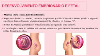 DESENVOLVIMENTO EMBRIONÁRIO E FETAL
 Quarta a oitava semana/Período embrionário.
 Logo ao se iniciar a 4ª semana, curvaturas longitudinais (cefálica e caudal) e laterais (direita e esquerda)
convertem o disco embrionário, achatado, em um embrião cilíndrico, em forma de “C”.
 No fim da 7ª semana quase todos os principais sistemas do organismo estão formados.
 A morfologia externa do embrião está bastante influenciada pela formação do cérebro, dos membros, das
orelhas, do nariz e dos olhos.
 