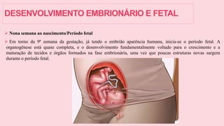DESENVOLVIMENTO EMBRIONÁRIO E FETAL
 Nona semana ao nascimento/Período fetal
 Em torno da 9ª semana da gestação, já tendo o embrião aparência humana, inicia-se o período fetal. A
organogênese está quase completa, e o desenvolvimento fundamentalmente voltado para o crescimento e a
maturação de tecidos e órgãos formados na fase embrionária, uma vez que poucas estruturas novas surgem
durante o período fetal.
 
