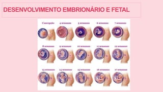DESENVOLVIMENTO EMBRIONÁRIO E FETAL
 
