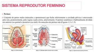 SISTEMA REPRODUTOR FEMININO
 Períneo
 Conjunto de partes moles (músculos e aponeuroses) que fecha inferiormente a cavidade pélvica é atravessado
pelo reto, posteriormente, pela vagina e pela uretra, anteriormente. O períneo anatômico é habitualmente dividido
em anterior (ou genital) e posterior (ou retal). Os músculos do períneo são (Figuras 1.2 e 1.3):
Figura 1.4: Aponeuroses do períneo feminino
Figura 1.2: Períneo feminino Figura 1.3: Diafragma pélvico visto de cima na mulher
 