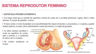 SISTEMA REPRODUTOR FEMININO
 GENITÁLIA INTERNA FEMININA
 Um longo canal que se estende da superfície externa do corpo até a cavidade peritoneal: vagina, útero e tubas
uterinas. E um par de gônadas: ovários.
 O útero retém o óvulo fecundado (ovo) possibilitando-lhe desenvolvimento e crescimento, e o expulsa, quando
maduro (parto), ou antes, disso (abortamento e parto pré-termo); é o órgão da gestação.
Figura 1.5 Inervação da genitália externa feminina
Figura 1.6 Vista anterior da genitália interna feminina
 As tubas uterinas recolhem o
óvulo na superfície do ovário,
após a postura, e o conduzem
ao útero; são os ovidutos.
 Os ovários produzem os
óvulos
 