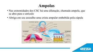 Anatomia e Fisiologia do Sistema Vestibular aula.pptx