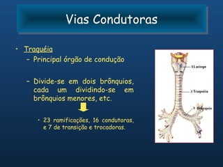 Vias Condutoras
               Vias Condutoras

• Traquéia
   – Principal órgão de condução


   – Divide-se em dois brônquios,
     cada um dividindo-se em
     brônquios menores, etc.


      • 23 ramificações, 16 condutoras,
        e 7 de transição e trocadoras.
 