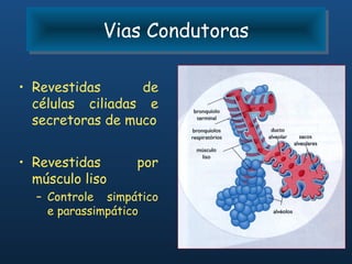 Vias Condutoras
             Vias Condutoras

• Revestidas      de
  células ciliadas e
  secretoras de muco


• Revestidas      por
  músculo liso
  – Controle simpático
    e parassimpático
 