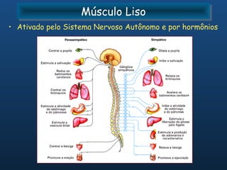 Músculo Liso
                   Músculo Liso
• Ativado pelo Sistema Nervoso Autônomo e por hormônios
 