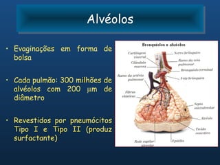 Alvéolos
                      Alvéolos

• Evaginações em forma de
  bolsa


• Cada pulmão: 300 milhões de
  alvéolos com 200 µm de
  diâmetro


• Revestidos por pneumócitos
  Tipo I e Tipo II (produz
  surfactante)
 