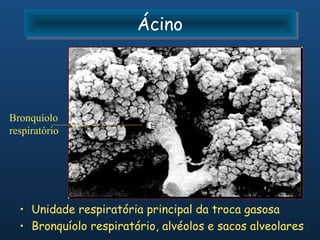 Ácino
                        Ácino



Bronquíolo
respiratório




  • Unidade respiratória principal da troca gasosa
  • Bronquíolo respiratório, alvéolos e sacos alveolares
 