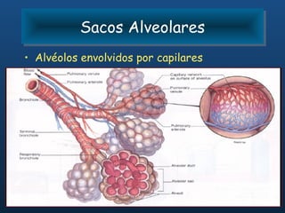 Sacos Alveolares
          Sacos Alveolares
• Alvéolos envolvidos por capilares
 